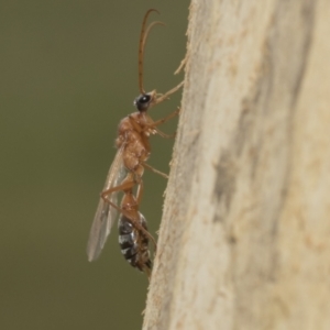 Myrmecia nigriceps at Kambah, ACT - 3 Mar 2023 12:27 PM