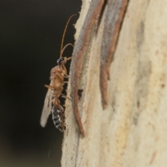 Myrmecia nigriceps at Kambah, ACT - 3 Mar 2023