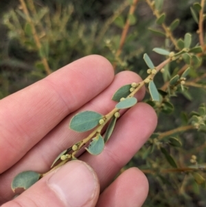 Acacia brachybotrya at Watson, ACT - 12 Jun 2023