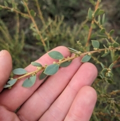 Acacia brachybotrya at Watson, ACT - 12 Jun 2023