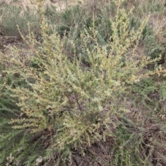 Acacia brachybotrya at Watson, ACT - 12 Jun 2023