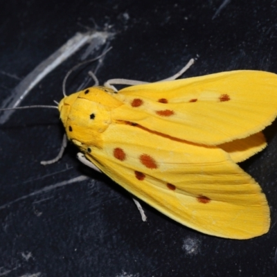 Agape chloropyga (Yellow Tiger Moth) at Capalaba, QLD - 13 Jun 2023 by TimL