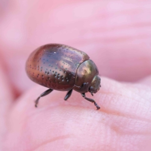 Chrysolina quadrigemina at O'Connor, ACT - 30 Mar 2023