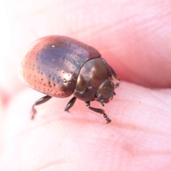 Chrysolina quadrigemina at O'Connor, ACT - 30 Mar 2023