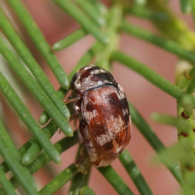 Elaphodes cervinus (Leaf beetle) at O'Connor, ACT - 30 Mar 2023 by ConBoekel