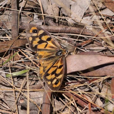 Heteronympha penelope (Shouldered Brown) at O'Connor, ACT - 30 Mar 2023 by ConBoekel