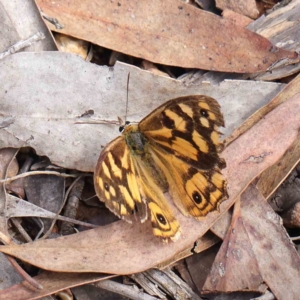 Heteronympha paradelpha at O'Connor, ACT - 30 Mar 2023