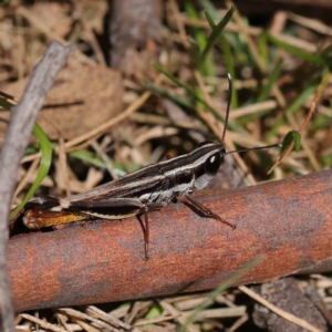 Macrotona australis at O'Connor, ACT - 30 Mar 2023