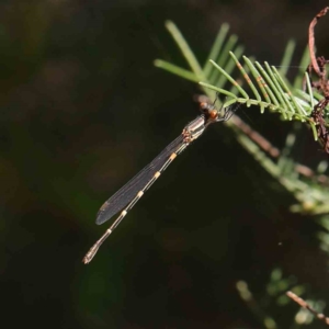 Austrolestes leda at O'Connor, ACT - 30 Mar 2023