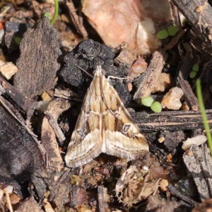 Hellula hydralis at O'Connor, ACT - 30 Mar 2023 12:56 PM