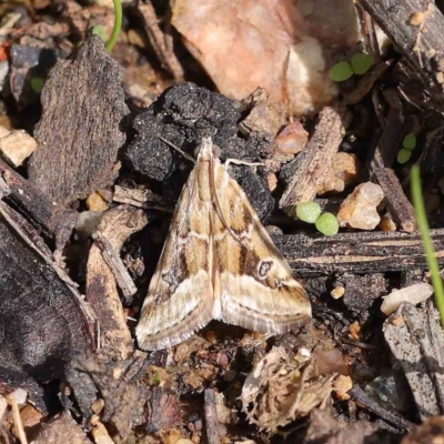 Hellula hydralis (Cabbage Centre Moth) at O'Connor, ACT - 30 Mar 2023 by ConBoekel