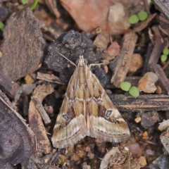 Hellula hydralis at O'Connor, ACT - 30 Mar 2023 12:56 PM