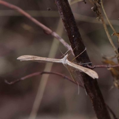 Stenoptilia zophodactylus (Dowdy Plume Moth) at O'Connor, ACT - 30 Mar 2023 by ConBoekel