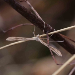 Stenoptilia zophodactylus at O'Connor, ACT - 30 Mar 2023 12:42 PM