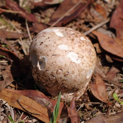 Unidentified Puffball & the like at O'Connor, ACT - 30 Mar 2023 by ConBoekel