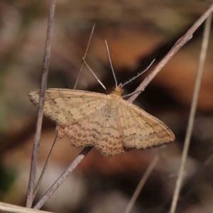 Scopula rubraria at O'Connor, ACT - 30 Mar 2023 11:57 AM