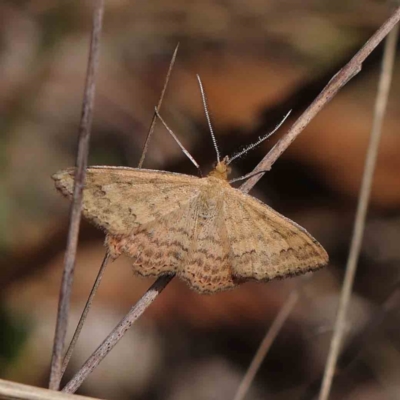 Scopula rubraria (Reddish Wave, Plantain Moth) at O'Connor, ACT - 30 Mar 2023 by ConBoekel