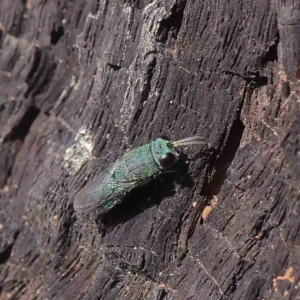 Primeuchroeus sp. (genus) at Dryandra St Woodland - 30 Mar 2023