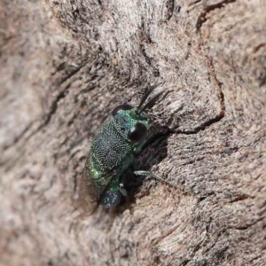 Primeuchroeus sp. (genus) at Dryandra St Woodland - 30 Mar 2023 12:28 PM