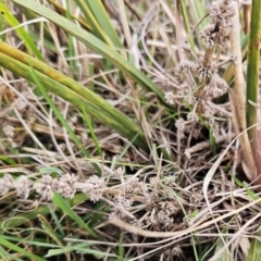 Lomandra multiflora (Many-flowered Matrush) at The Pinnacle - 12 Jun 2023 by sangio7