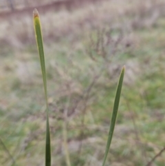 Lomandra multiflora at Molonglo Valley, ACT - 12 Jun 2023