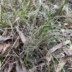 Carex bichenoviana (A Sedge ) at Weetangera, ACT - 12 Jun 2023 by Untidy