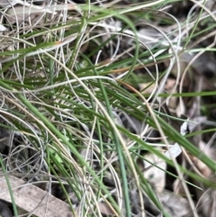 Carex bichenoviana at The Pinnacle - 12 Jun 2023