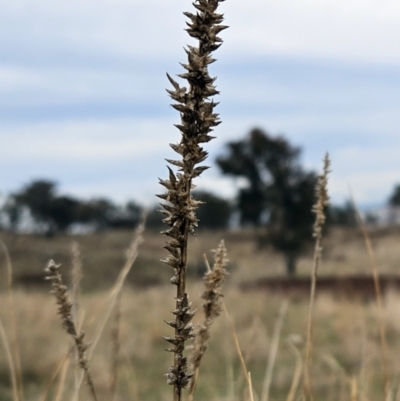 Carex appressa (Tall Sedge) at Molonglo Valley, ACT - 12 Jun 2023 by sangio7