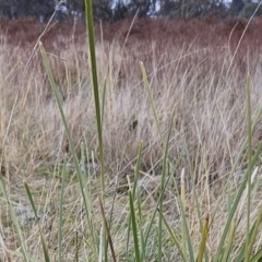 Lomandra multiflora at Molonglo Valley, ACT - 12 Jun 2023