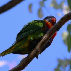 Trichoglossus moluccanus (Rainbow Lorikeet) at Wanniassa, ACT - 14 Jun 2023 by RodDeb