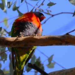 Trichoglossus moluccanus at Wanniassa, ACT - 14 Jun 2023