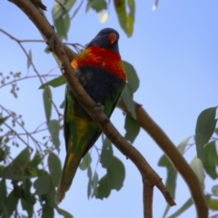 Trichoglossus moluccanus at Wanniassa, ACT - 14 Jun 2023