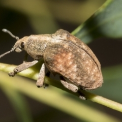 Gonipterus sp. (genus) (Eucalyptus Weevil) at Hawker, ACT - 26 Dec 2022 by AlisonMilton