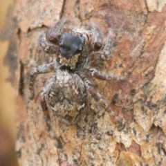 Salticidae (family) (Jumping spider) at Harden, NSW - 27 Mar 2023 by AlisonMilton