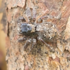 Salticidae (family) at Harden, NSW - 27 Mar 2023 11:50 AM