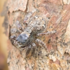 Salticidae (family) at Harden, NSW - 27 Mar 2023