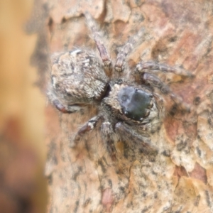 Salticidae (family) at Harden, NSW - 27 Mar 2023 11:50 AM