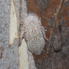Ledromorpha planirostris (A leafhopper) at Higgins, ACT - 12 Jan 2023 by AlisonMilton