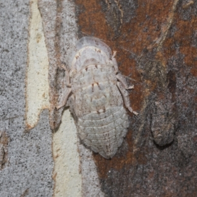 Ledromorpha planirostris (A leafhopper) at Higgins, ACT - 12 Jan 2023 by AlisonMilton