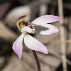 Caladenia fuscata (Dusky Fingers) at Gossan Hill - 13 Sep 2022 by AlisonMilton