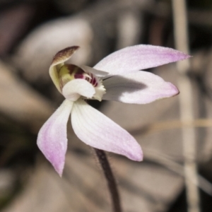 Caladenia fuscata at Bruce, ACT - 13 Sep 2022