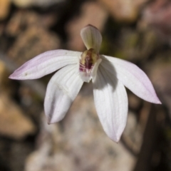 Caladenia fuscata at Bruce, ACT - 13 Sep 2022