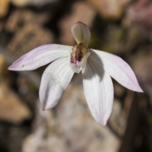 Caladenia fuscata at Bruce, ACT - 13 Sep 2022