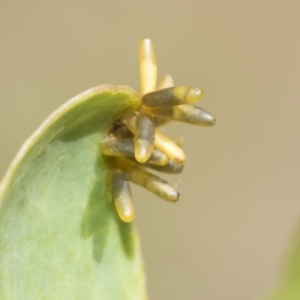 Eucalyptus insect gall at Higgins, ACT - 3 Feb 2023 10:00 AM