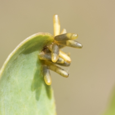 Eucalyptus insect gall at Higgins, ACT - 3 Feb 2023 by AlisonMilton