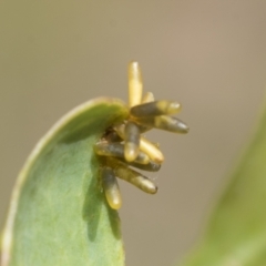 Eucalyptus insect gall at Higgins, ACT - 3 Feb 2023 10:00 AM