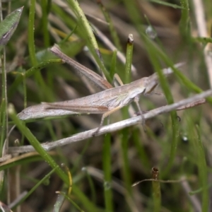 Keyacris scurra at Wamboin, NSW - suppressed