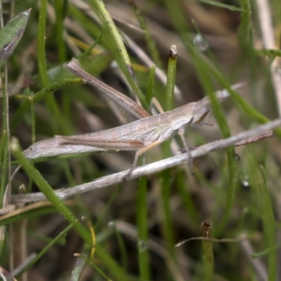 Keyacris scurra (Key's Matchstick Grasshopper) at Wamboin, NSW - 4 Oct 2022 by AlisonMilton