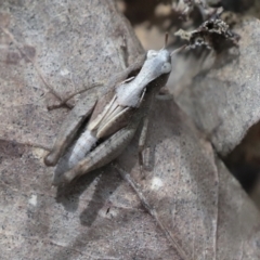 Cryptobothrus chrysophorus (Golden Bandwing) at Wamboin, NSW - 4 Oct 2022 by AlisonMilton