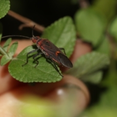 Leptocoris mitellatus (Leptocoris bug) at Higgins, ACT - 25 Mar 2019 by AlisonMilton